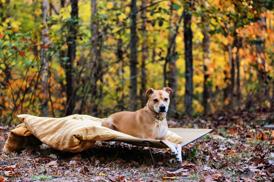 Dog Cot | K9-KOT™ Dog Bed | GO-KOT® – CampingCot.com