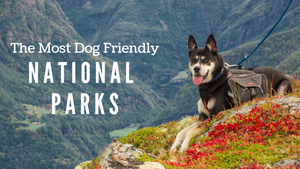 The Most Dog Friendly National Parks in The U.S.