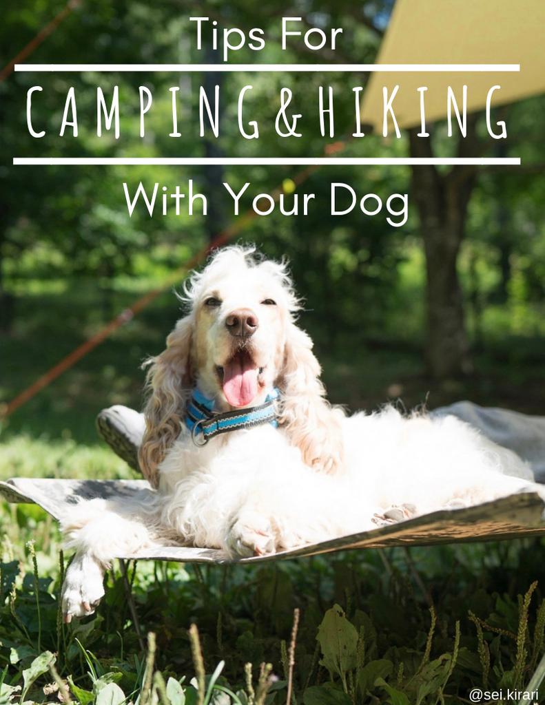 Tips for Camping and Hiking With Dogs