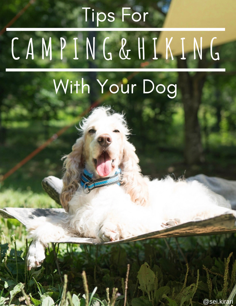 Tips for Camping and Hiking With Dogs – GO-KOT