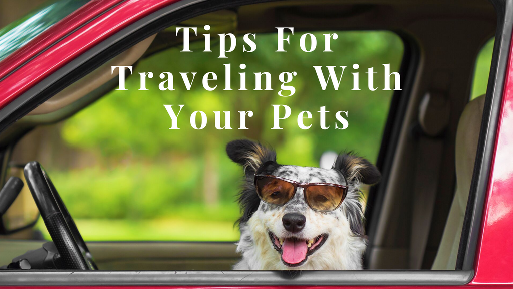 Tips for Traveling With Your Pets