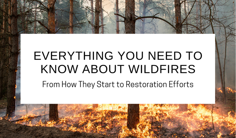 Everything You Need to Know about Wildfires